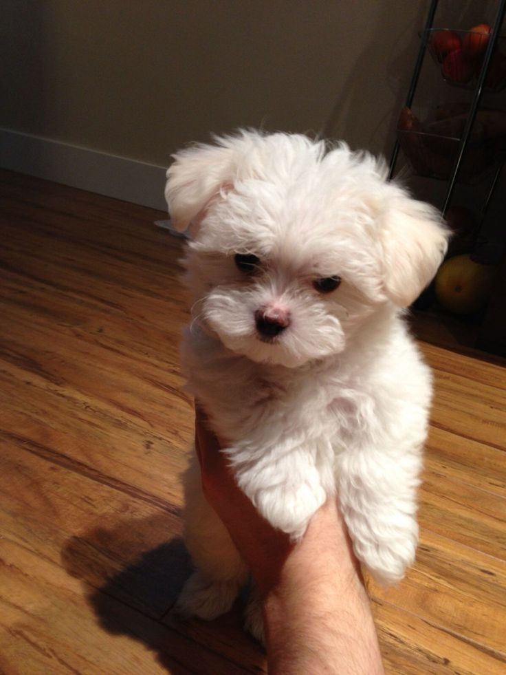 Bichon maltez mini toy