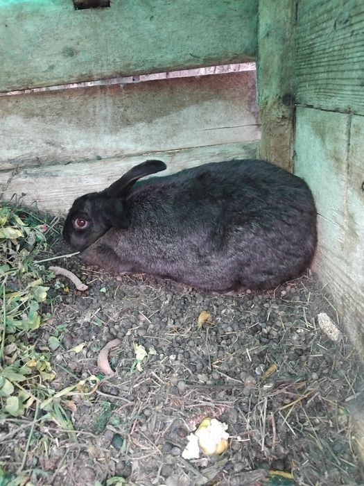 Iepuri de casa 4 buc !!