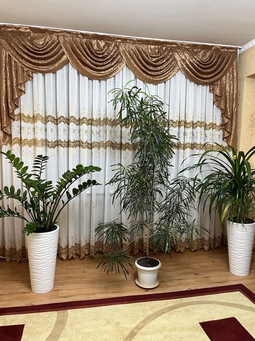 Продам  цветы три штуки