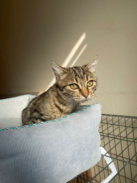 Котенце  момиче 4,5 мес.