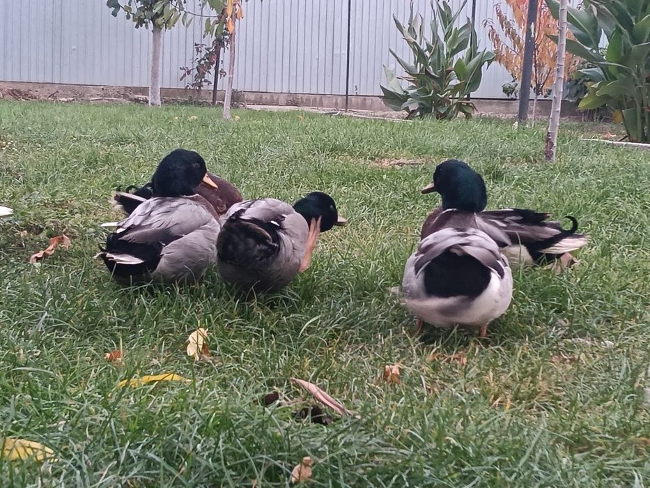 Vând rață olandez pitic