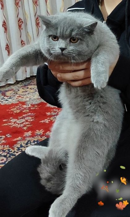 Продаётся скотиш страйт девочка