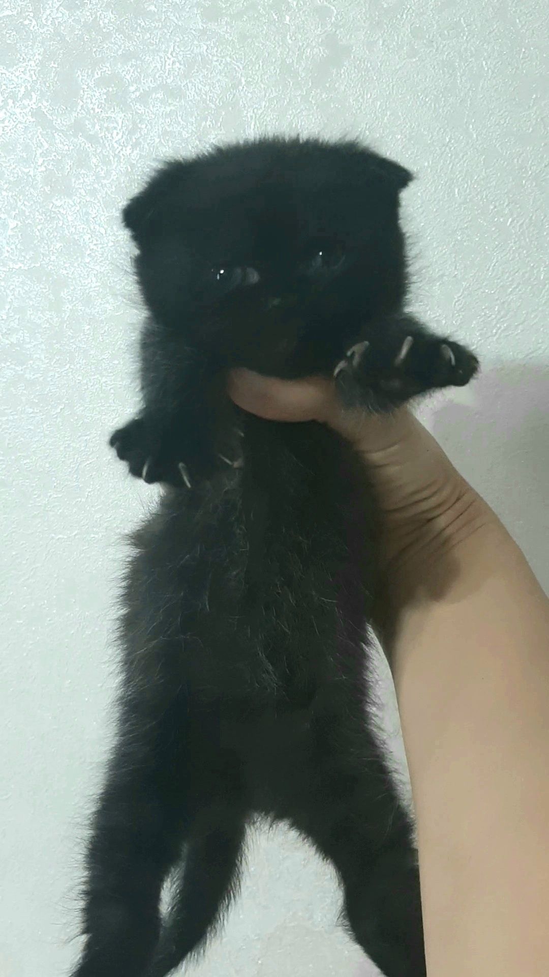 Продам котёнка породы скоттиш фолд девочка