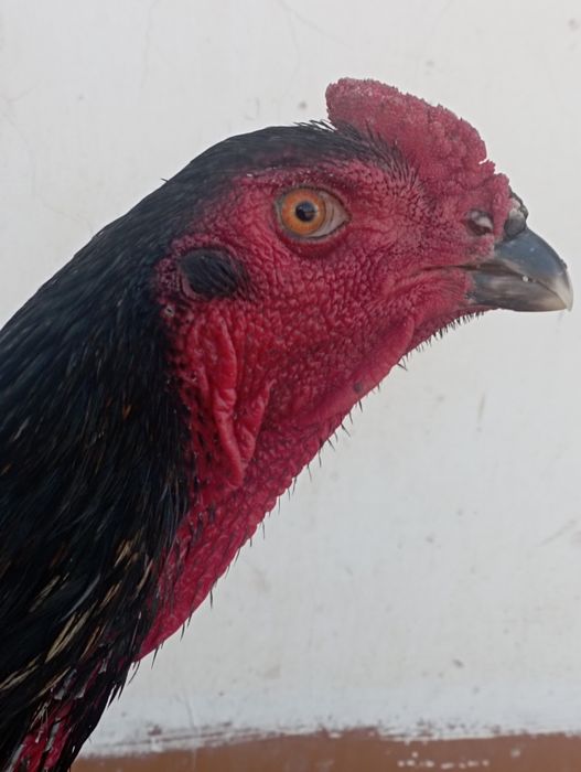 О шамо немец.март бошида чикан жожа сотилади.