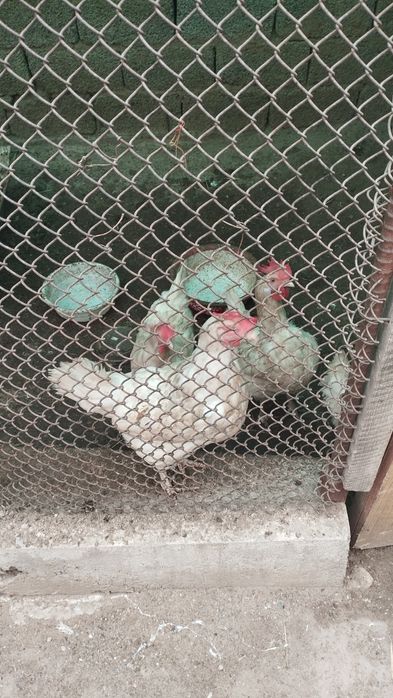 Продается дом , старые сергели