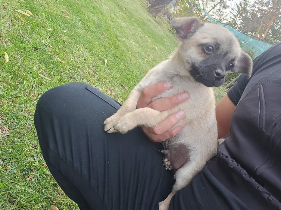 Чихуахуа момченце