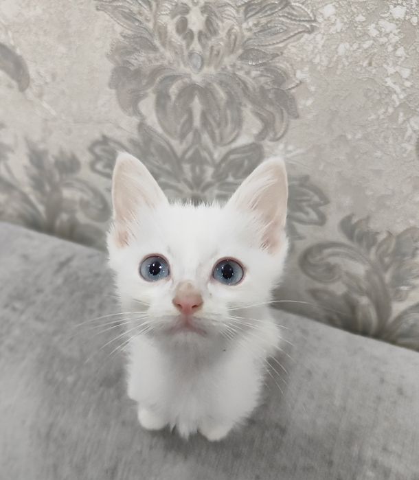 Белоснежныеи котята девочки.