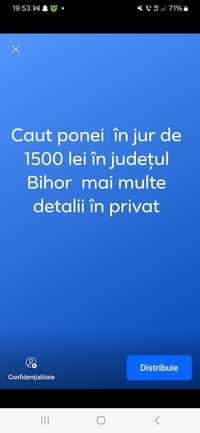 Caut ponei în bihor