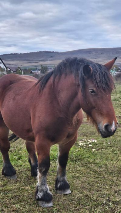 Iapă Ardeneză de vânzare