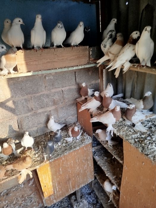 Qopqon kaptarlar sotiladi