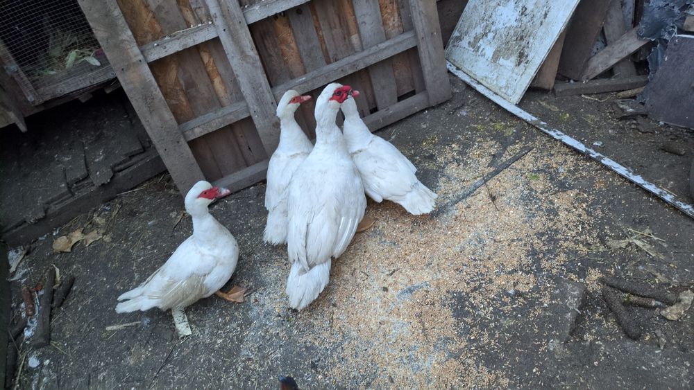 De vânzare rate mute