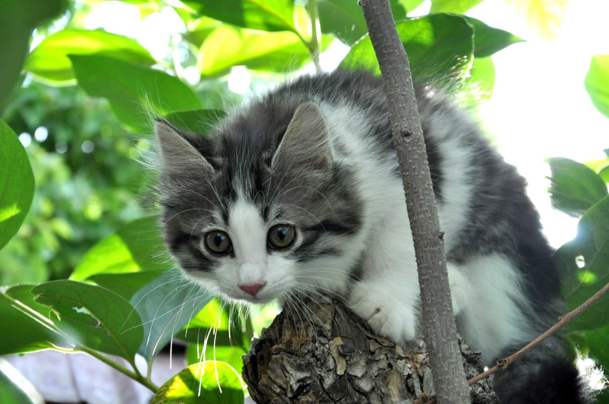 Породистые котята НЕДОРОГО
