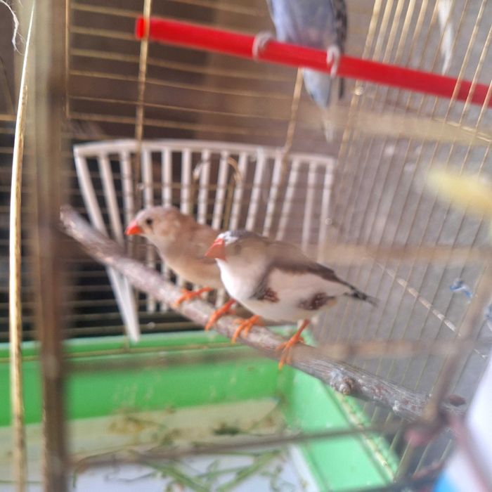 Amadin,Papugay qushlari