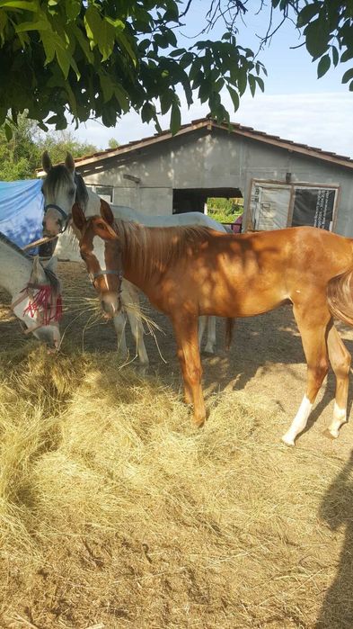 Чистокръвно арабско жребче шоу клас