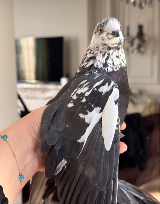 Карасоч голубь очень красивый