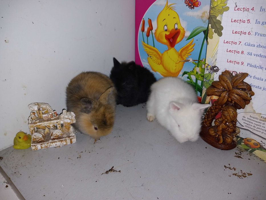 Iepurasi Mini Toys Iepuri Pitici de Companie