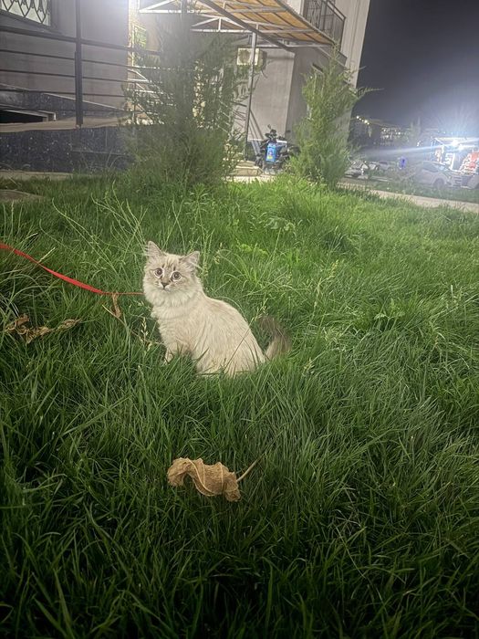 Продаётся кошка.