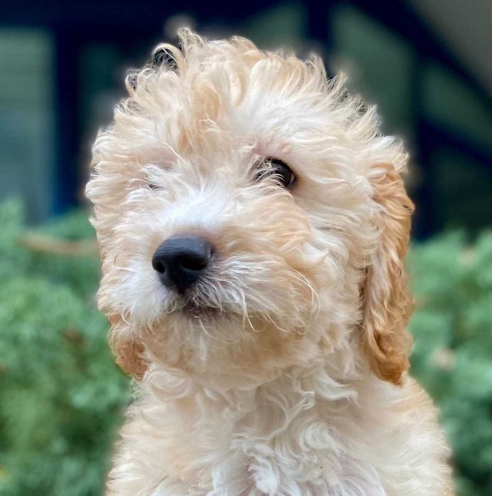 Кавапу различни цветове