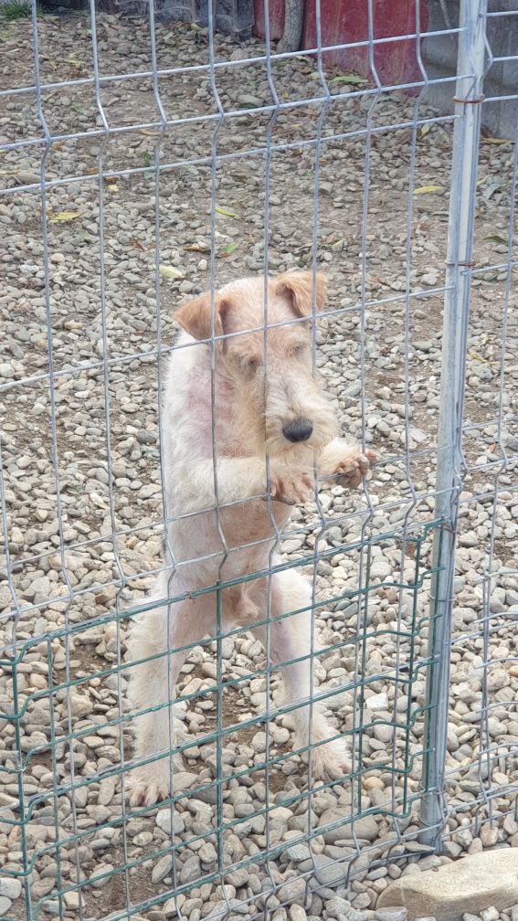 Vand fox terrier