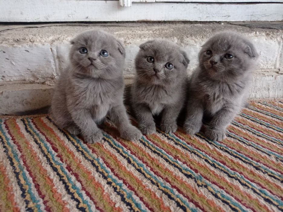 Продаются котята, породы Скоттиш Фолд