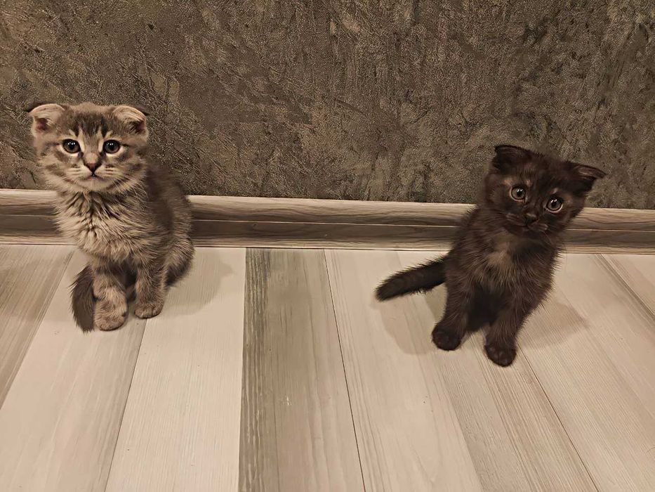 Вислоухие котятя (Метисы)