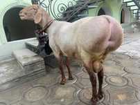 Qoy qassob dastafka bor 24/7