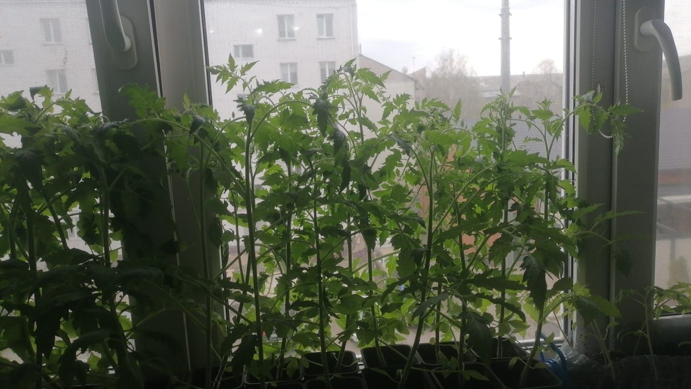 Продам рассаду..