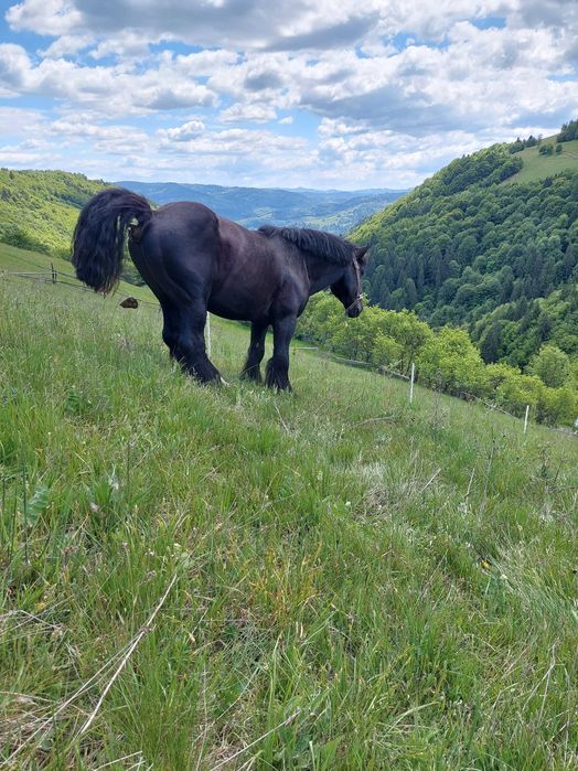 Ofer armăsar Ardenez pentru inseminare (montă)