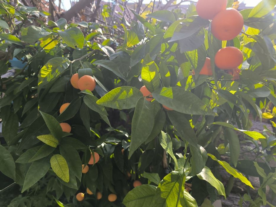 Лимон и грепфрут, мандарина лимонови дървета студоустойчиви даващи пло