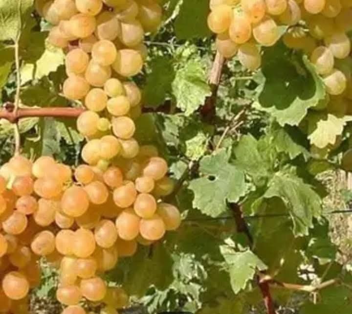 Vând struguri de vin