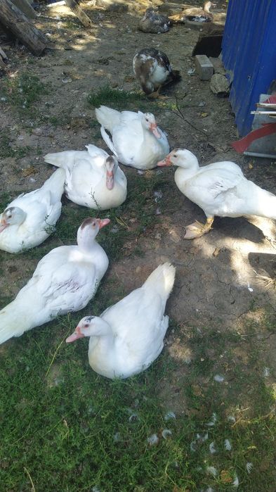 Rate taiate, gata curatate