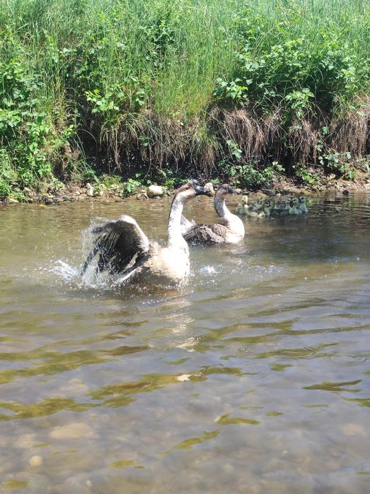 Продавам лебедови Гъски