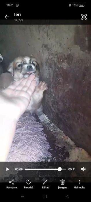 Căutăm căsuță pentru cățelușii talie mică