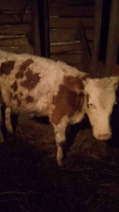 Продам телочки 6 месяц