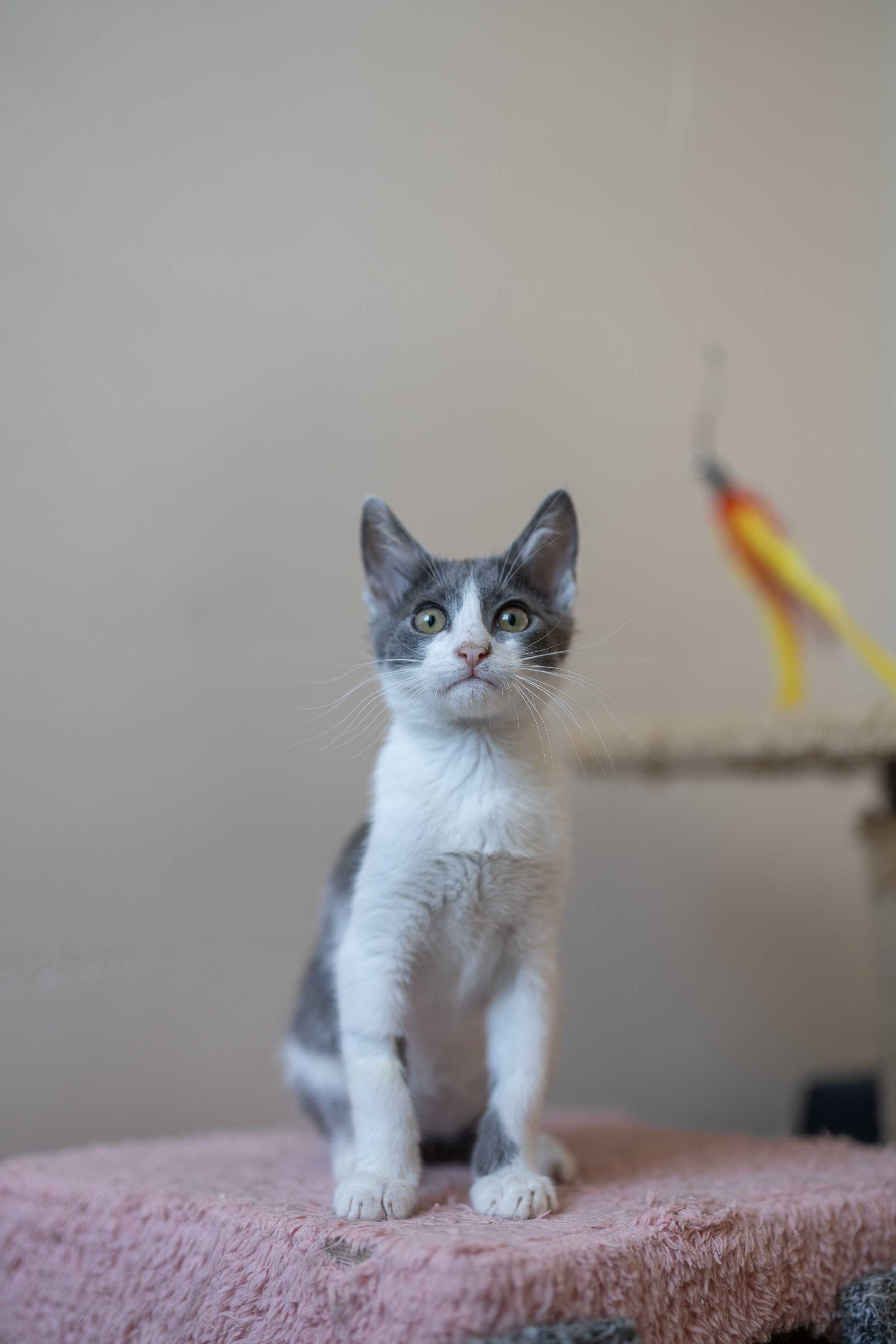 Мъжко коте търси отговорни стопани