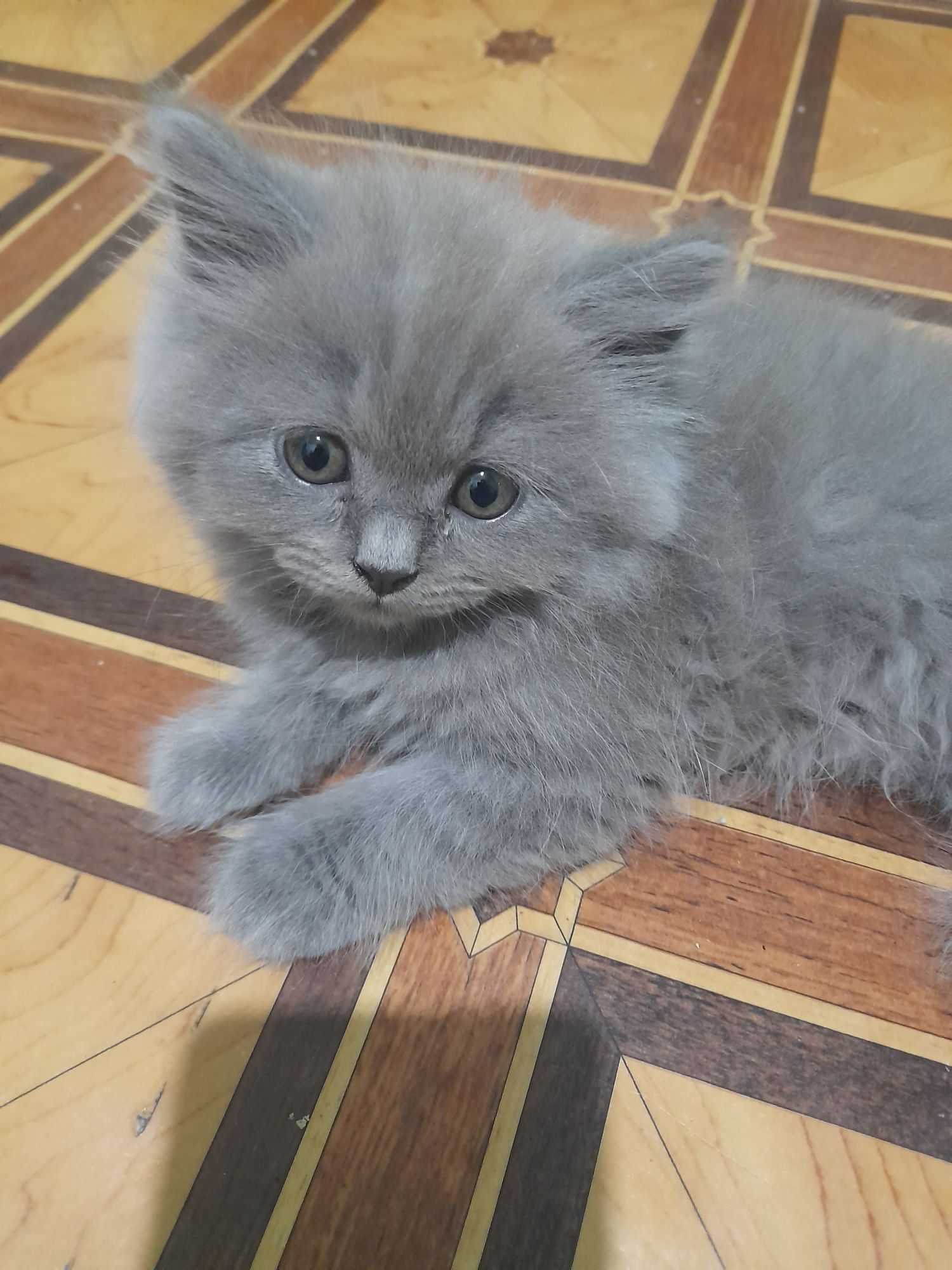 Котята Скоттиш Страйт