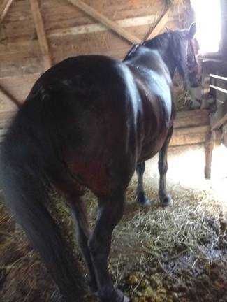 Vand  iapa si vitei detalii la tel