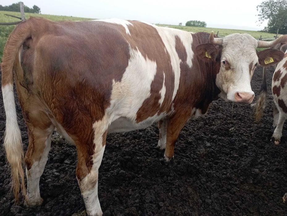 Vaca bălțată romanesca a doua fatare