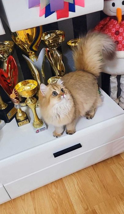 British longhair fetita adorabila  Chocolate Golden pedigree
