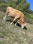 Vand vaca baltata