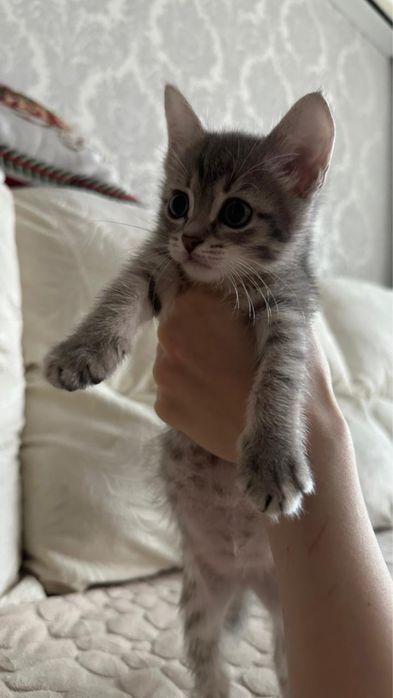Котенок серый девочка