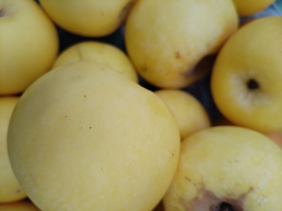 Яблоки сорт Кутузовец