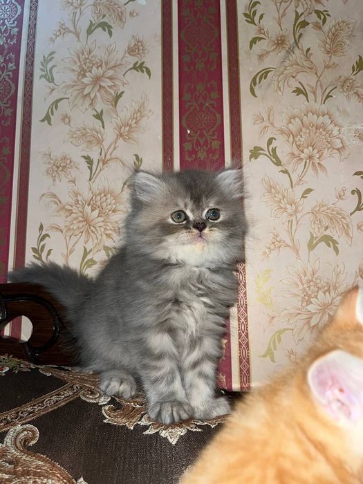 Продаются котята манчикины 1,5 месяца