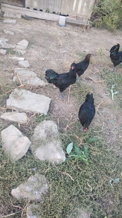 Cocosi australop