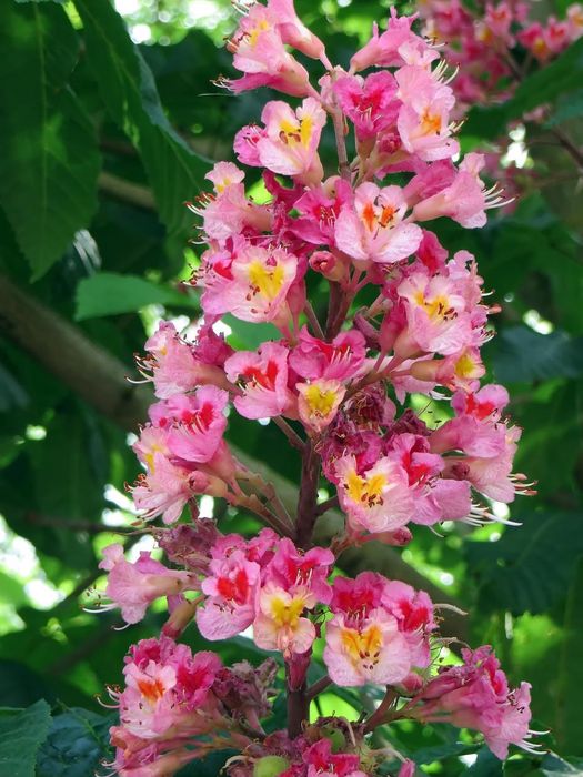 Castan rosu ornamental ( salbatic ) aesculus hippocastanum