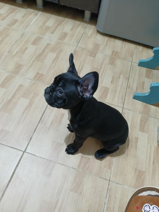 Продам собаку французского бульдога