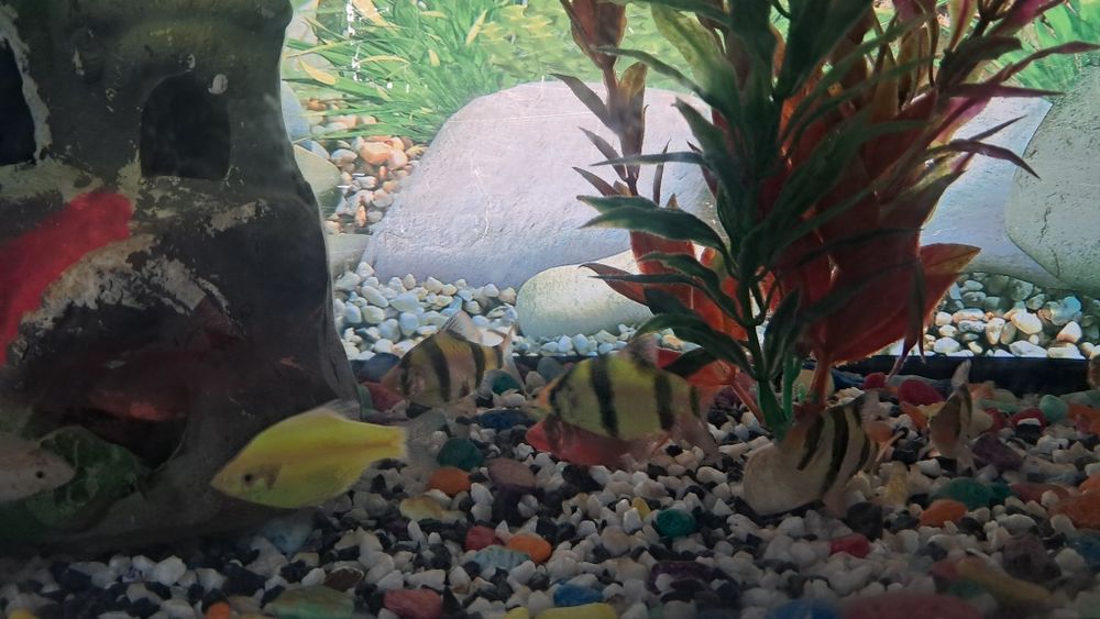 Баликлар ва аквариум,иситгич,филтр ичидаги декоративни нарсалари билан