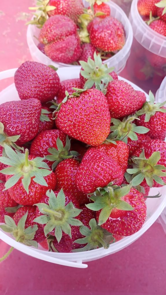 Продам домашнюю клубнику