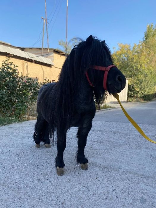 Продаю пони 8 лет