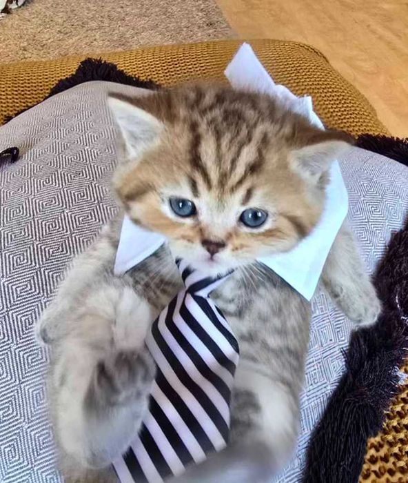 Шотландски клепоухи бебета